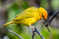 Saffron Finch Sicalis flaveola flaveola