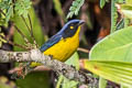 Santa Marta Mountain Tanager Anisognathus melanogenys