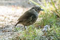 Santa Marta Antpitta Grallaria bangsi