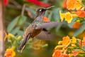 Santa Marta Blossomcrown Anthhocephala floriceps