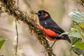 Scarlet-bellied Mountain Tanager Anisognathus igniventris erythrotus