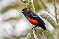 Scarlet-bellied Mountain Tanager Anisognathus igniventris erythrotus