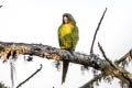 Scarlet-fronted Parakeet Psittacara wagleri wagleri