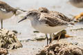 Semipalmated Sandpiper Calidris pusilla