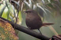 Sepia-brown Wren Cinnycerthia olivascens olivascens (Shapre's Wren)