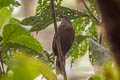 Sepia-brown Wren Cinnycerthia olivascens olivascens (Shapre's Wren)