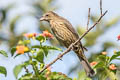 Shiny Cowbird Molothrus bonariensis venezuelensis