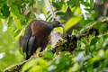 Sickle-winged Guan Chamaepetes goudotii goudotii