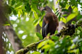 Sickle-winged Guan Chamaepetes goudotii goudotii