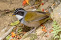 Sierra Nevada Brushfinch Arremon basilicus