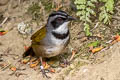 Sierra Nevada Brushfinch Arremon basilicus