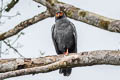 Slate-coloured Hawk Buteogallus schistaceus