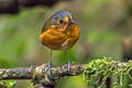 Slaty-crowned Antpitta Grallaricula nana occidentalis