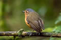 Slaty-crowned Antpitta Grallaricula nana occidentalis