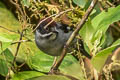 Slaty Brushfinch Atlapetes schistaceus schistaceus