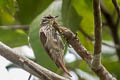 Slender-billed Xenops Xenops tenuirostris acutirostris