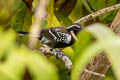 Southern White-fringed Antwren Formicivora grisea rufiventris