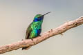 Sparkling Violetear Colibri coruscans coruscans 