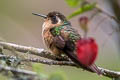 Speckled Hummingbird Adelomyia melanogenys cervina