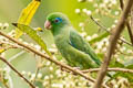 Spaectacled Parrotlet Forpus Forpus conspicillatus conspicillatus