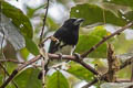 Spot-crowned Barbet Capito maculicoronatus rubrilateralis