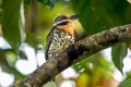 Spotted Puffbird Bucco tamatia