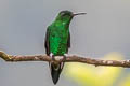 Steely-vented Hummingbird Saucerottia saucerottei warscewiczi