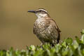 Stout-billed Cinclodes Cinclodes excelsior colombianus