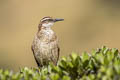 Stout-billed Cinclodes Cinclodes excelsior colombianus