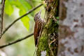 Straight-billed Woodcreeper Dendroplex picus saturatior