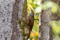 Straight-billed Woodcreeper Dendroplex picus saturatior