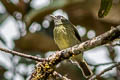 Streak-necked Flycatcher Mionectes striaticollis columbianus