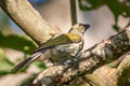 Streaked Saltator Saltator striatipectus perstriatus