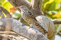 Stripe-backed Wren Campylorhynchus nuchalis pardus