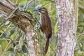 Strong-billed Woodcreeper Xiphocolaptes promeropirhynchus promeropirhynchus