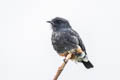 Swallow-winged Puffbird Chelidoptera tenebrosa Chelidoptera tenebrosa