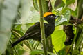 Tawny-crested Tanager Tachyphonus delatrii