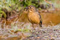 Tawny Antpitta Grallaria quitensis quitensis