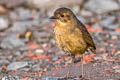 Tawny Antpitta Grallaria quitensis quitensis