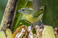 Thick-billed Euphonia Euphonia laniirostris hypoxantha