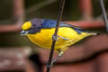 Thick-billed Euphonia Euphonia laniirostris melanura