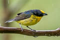 Thick-billed Euphonia Euphonia laniirostris hypoxantha