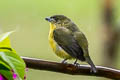 Thick-billed Euphonia Euphonia laniirostris hypoxantha