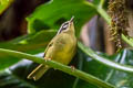 Three-striped Warbler Basileuterus tristriatus daedalus 