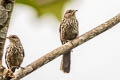 Thrush-like Wren Campylorhynchus turdinus hypostictus