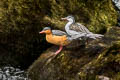 Torrent Duck Merganetta armata colombiana