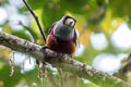 Toucan Barbet Semnornis ramphastinus caucae