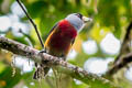 Toucan Barbet Semnornis ramphastinus caucae