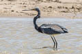 Tricoloured Heron Egretta tricolor ruficollis