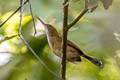 Trilling Gnatwren Ramphocaenus melanurus sanctaemarthae (Long-billed Gnatwren)